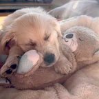 Kalmerende Otter Knuffel Zachte Pluche Nabootst Ademhaling