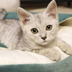 Gezellige Ronde Kalmerende Kattenhol Bed