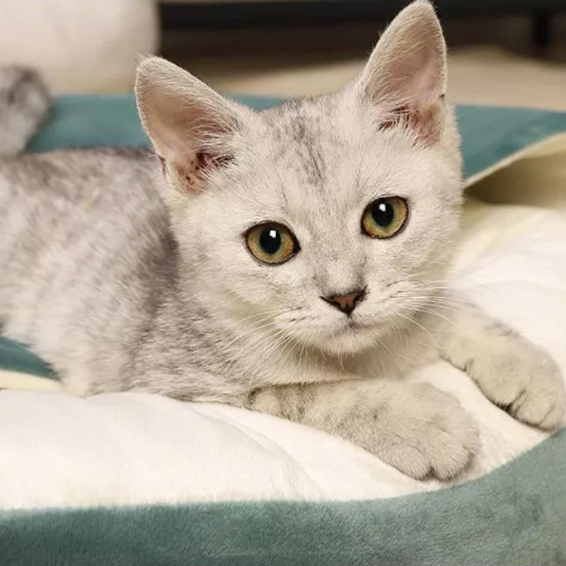 Gezellige Ronde Kalmerende Kattenhol Bed