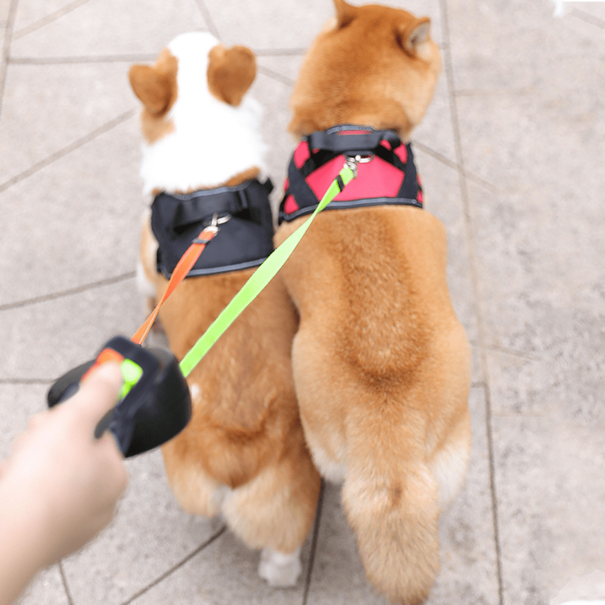 Intrekbare Dubbele Hondenriem Voor Twee Honden Met Een Hand