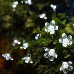 SunBlossom - Tuinbloem Verlicht door Zonne-energie